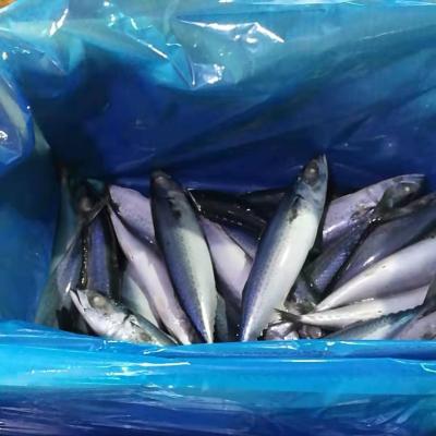 China Low-CARB Ground Frozen Pacific Mackerel 200-300g BQF for sale