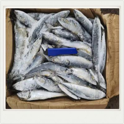 China New FROZEN landing seafrozen North Pacific mackerel defeated weight for sale