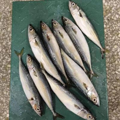 China Frozen Pacific Mackerel 60-80Pcs/ctn from FROZEN IQF Land for sale