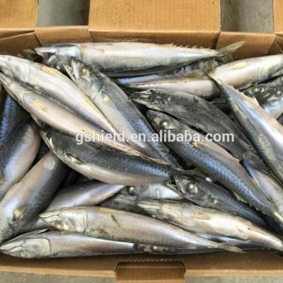 China 6-8pcs/kg Whole Round Frozen Pacific Mackerel Peaches Product Low Fat Type For Fish Importers for sale