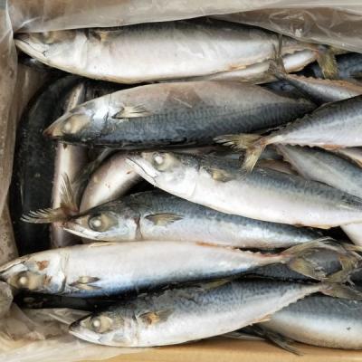 China Product Type FROZEN Pacific Mackerel Fish WR 300-500g For Wholesale Importers for sale