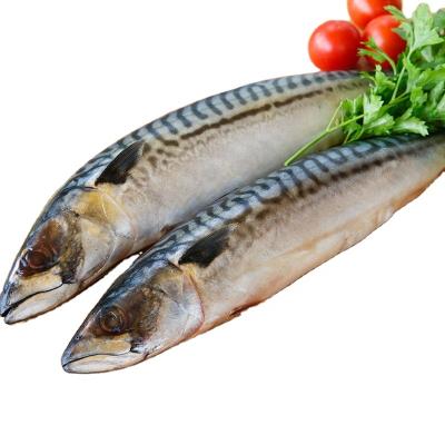 China Whole Sale Fish FROZEN Pacific Scomber Mackerel Japonicus for sale