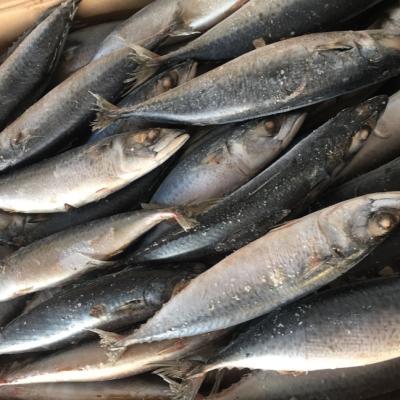 China New FROZEN 200/300g Frozen Whole Peach Mackerel Pacific Sea Frozen For Market Sales / Human Consumption for sale