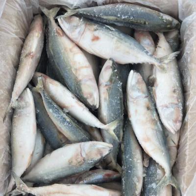 China FROZEN Grade AA 6-8 Whole Frozen Indian Mackerel On Sale for sale