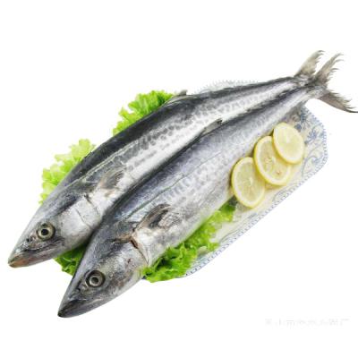 China Hot Sale Spanish Mackerel Frozen Competitive Price JELLY for sale