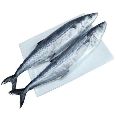 China Low Fat Frozen Spanish Mackerel Whole Round for sale