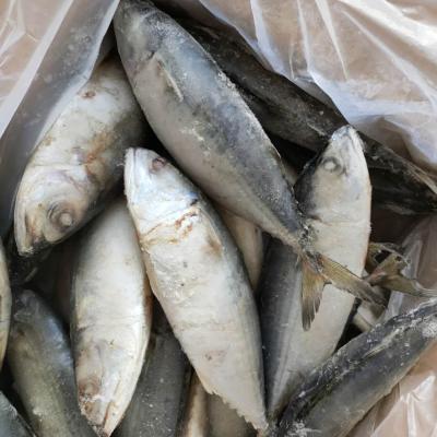 China Indian Mackerel Fish JELLY 4-6 pcs/kg New Arrival With Low Price for sale