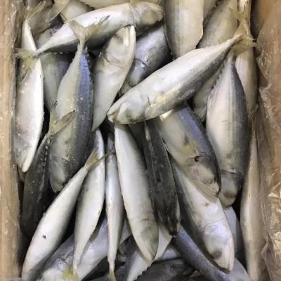 China 6-8 IQF FROZEN Indian Mackerel for sale