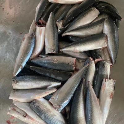 China Low-CARB Ground HGT Frozen Pacific Mackerel 100-200g for sale