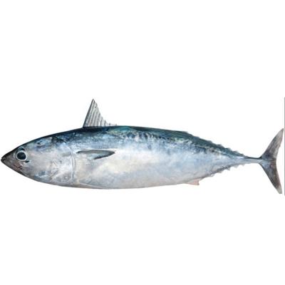 China Low fat frozen whole round bonito for sale for sale