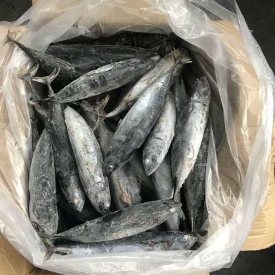 China Low Fat Frozen Bonito Tuna Whole Sea Round for sale