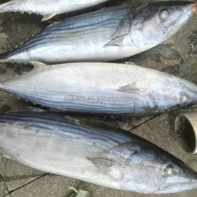 China New Eastern Bonito 2019 Coming FROZEN Striped Bonito Tunas / Bonito Tunas Low Price Good Quality for sale