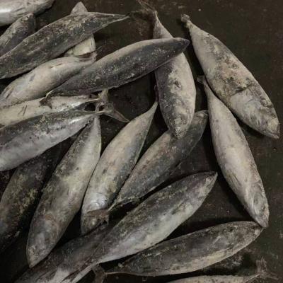 China High quality low fat fresh frozen tuna whole round bonito for sale for sale