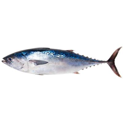 China Low Fat Frozen Grade WR Bonito Seafood Product for sale