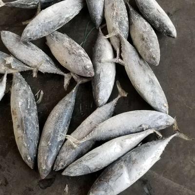 China Low Fat Whole Round Bonito Frozen Tuna 500-750g for sale