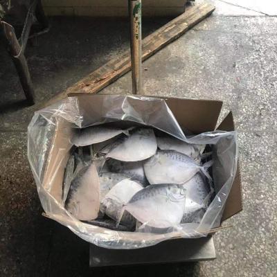 China Frozen land moonfish size 6-8pcs/kg FROZEN for sale for sale