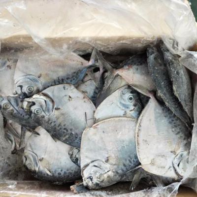 China FROZEN whole moon fish for sale size: 150-200g/pcs for sale