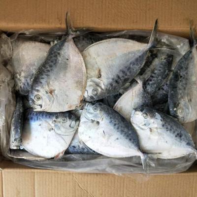 China The new frozen moonfish coming FROZEN 100-150g seafrozen seafood for sale