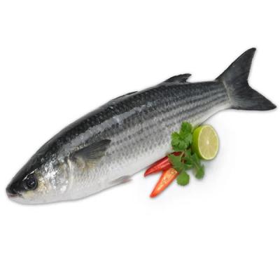 China Low Fat Frozen Gray Mullet Gutted for sale