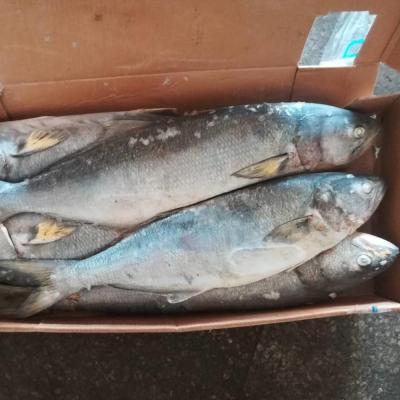 China Newcomer FROZEN Biggest Amberjack Size 3-5kg Size 3-5kg Frozen Seriola 2018 Dumerili for sale