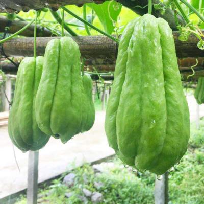 China FROZEN CHAYOTE fresh for sale