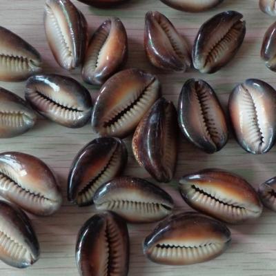 China Europe hot sales seashell tiger cowrie shells for art craft Shell Jewelry Decorations for sale