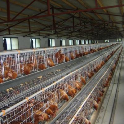 China Durable 3-4 Layer Chicken Layer Cage The Service Life Of 25 Years for sale