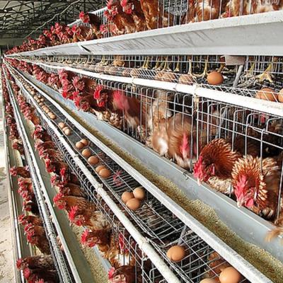 China Poultry Farm Equipment Automatic Battery Cage Layers Chicken Layer Cage for sale