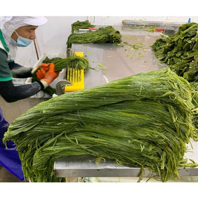 China FROZEN Fresh Frozen Seaweed Frozen Salted Seaweed Stalk Cut Wakame Raw Material for sale