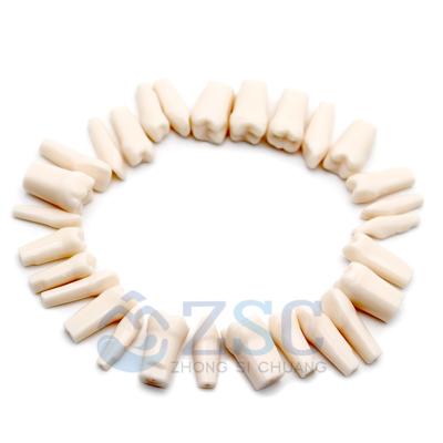 China Dental Clinic Dental Oral Teaching Tooth Plates Denture Dental Model Typodont Synthetic Resin Polymer False Replace Teeth for sale