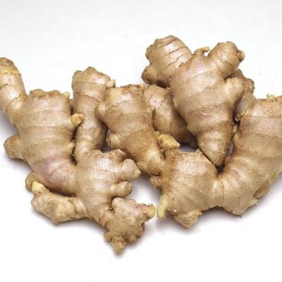 China Fresh Ginger Hot Sale Exported Chinese Ginger for sale