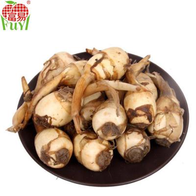 China Fresh fresh arrowhead vegetable on sale for market for sale