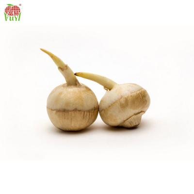 China Wholesale fresh arrowhead fresh vegetable/arrowhead main vegetable to Southeast Asia for sale