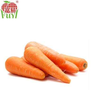 China Fresh S, M, L Grade Fresh Organic Carrots for sale