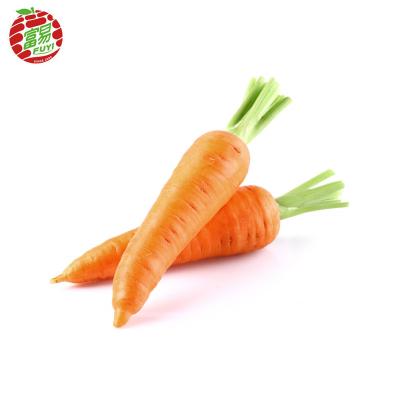 China fresh fresh carrot for sale