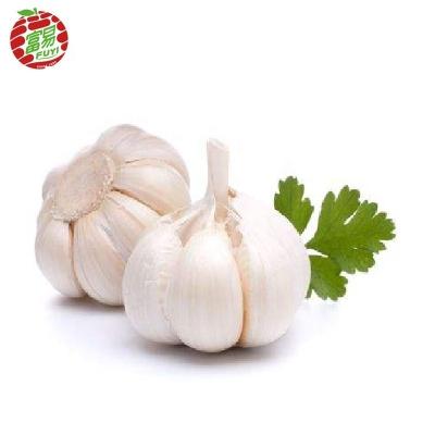 China Fresh Skin 10kg Mesh Bag Red Garlic for sale