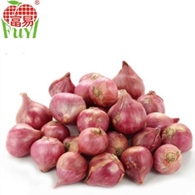 China Fresh small fresh vegetable with high quality about shallot for sale