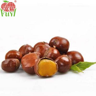 China New Cultivation Fresh Organic Fresh Chestnut Chinese Chestnut For Sale for sale