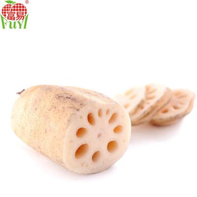 China GAP Fresh Organic Fresh Root Vegetables, Lotus Root for sale