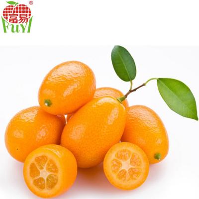 China fresh fresh kumquat for sale