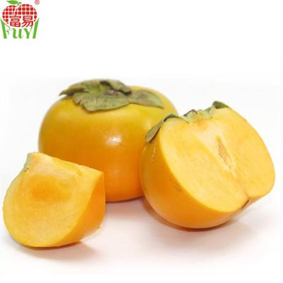 China fresh fresh persimmon for sale