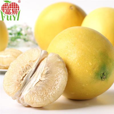 China Fresh Fresh Honey Pomelo Fruit On Sale for sale