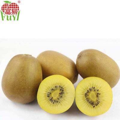 China Fresh fresh price of kiwi fruit, red kiwi for sale