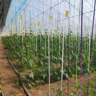 China Stable Structure Easily Assembled Custom Size Tomato Farming Steel Frame Greenhouse Translucent Size Film Greenhouse for sale