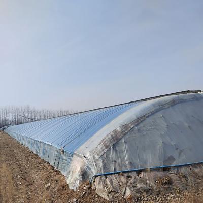 China Stable structure easily assembled economic agriculture mushroom greenhouse low cost plastic film tunnel greenhouse for sale for sale