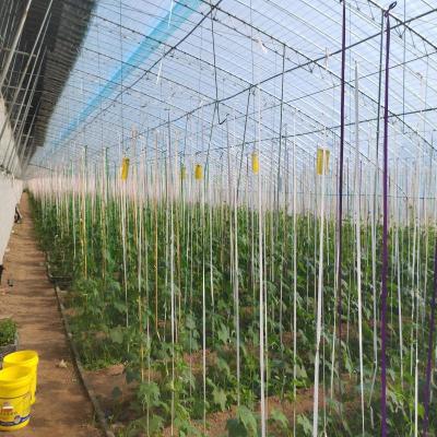 China Stable structure easily assembled factory direct sales cultivation agricultural base greenhouse single-span solar film greenhouse for sale