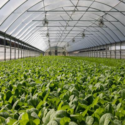 China Stable Structure Easily Assembled UV Resistant Polyethylene Film Greenhouse Plastic Sheet For Agriculture Planting for sale