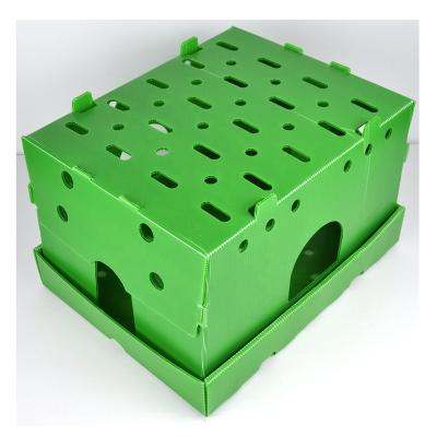 China Waterproof 28Lbs 2 Pieces Asparagus Packing Corrugated PP Box for sale