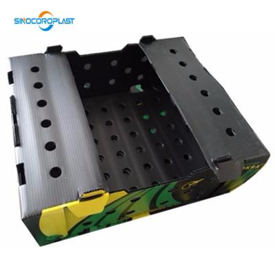 China Recyclable; Assets; Washable; Environmentally Friendly Light Weight PP High Impact Plastic Corrugated Okra Packaging Boxes for sale