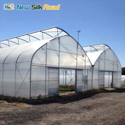 China NSR Large Single Layer Hydroponic Greenhouse with Plastic Film and Steel Materials for sale